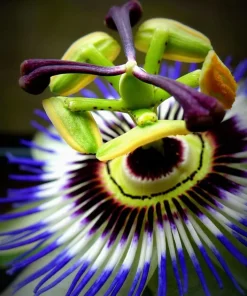 Blue Caerulea Passion Flower Live Plant, 5-9" Tall, Hardy USDA Zone 6-9, Fast-Growing Climber - Image 1