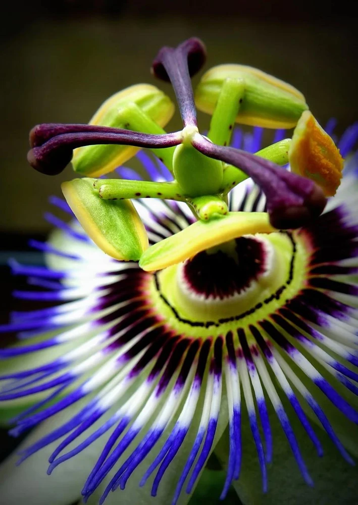 Blue Caerulea Passion Flower Live Plant, 5-9" Tall, Hardy USDA Zone 6-9, Fast-Growing Climber - Image 1