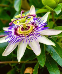 Blue Caerulea Passion Flower Live Plant, 5-9