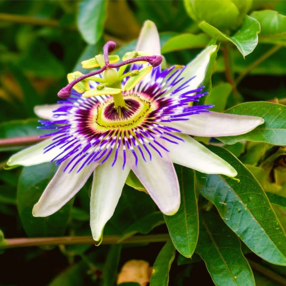 Blue Caerulea Passion Flower Live Plant, 5-9" Tall, Hardy USDA Zone 6-9, Fast-Growing Climber - Image 3