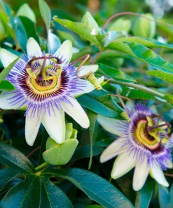 Blue Caerulea Passion Flower Live Plant, 5-9