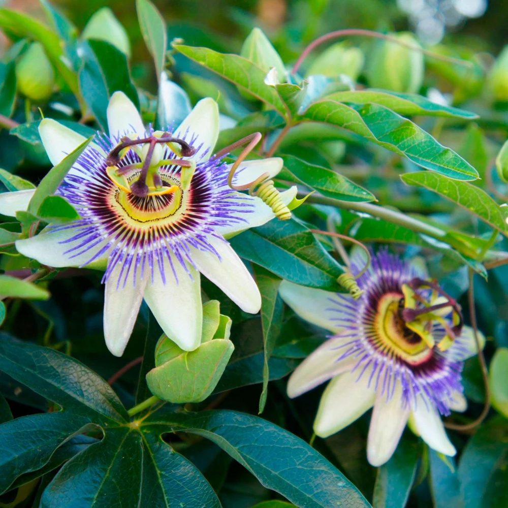 Blue Caerulea Passion Flower Live Plant, 5-9" Tall, Hardy USDA Zone 6-9, Fast-Growing Climber - Image 4