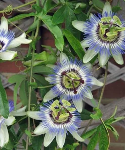 Blue Caerulea Passion Flower Live Plant, 5-9