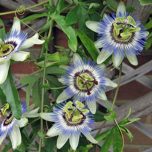 Blue Caerulea Passion Flower Live Plant, 5-9" Tall, Hardy USDA Zone 6-9, Fast-Growing Climber - Image 6