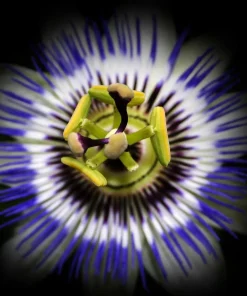 Blue Caerulea Passion Flower Live Plant, 5-9