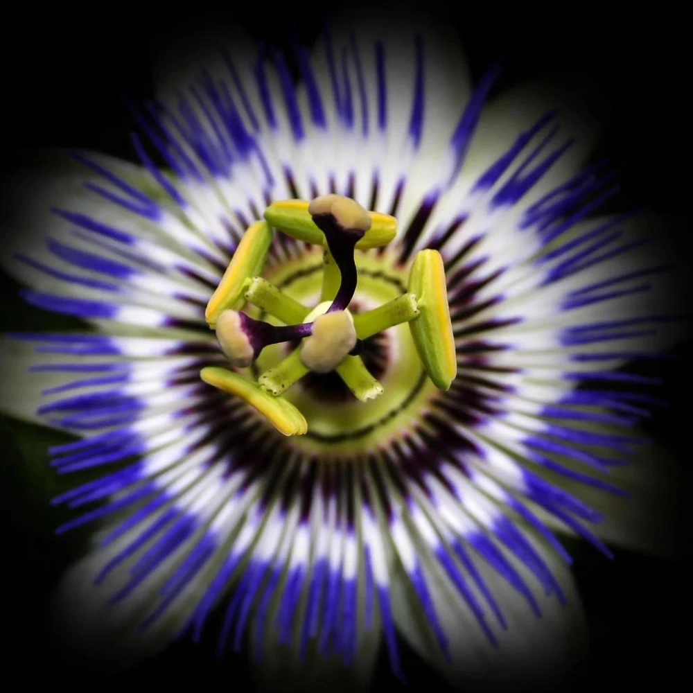 Blue Caerulea Passion Flower Live Plant, 5-9" Tall, Hardy USDA Zone 6-9, Fast-Growing Climber - Image 7