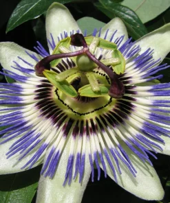 Blue Caerulea Passion Flower Live Plant, 5-9