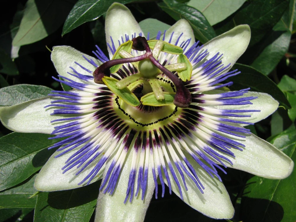 Blue Caerulea Passion Flower Live Plant, 5-9" Tall, Hardy USDA Zone 6-9, Fast-Growing Climber - Image 8
