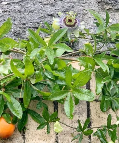 Blue Caerulea Passion Flower Live Plant, 5-9