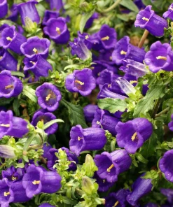 Blue Canterbury Bells Seeds - Campanula Medium Flower - 200 Seeds - Image 10