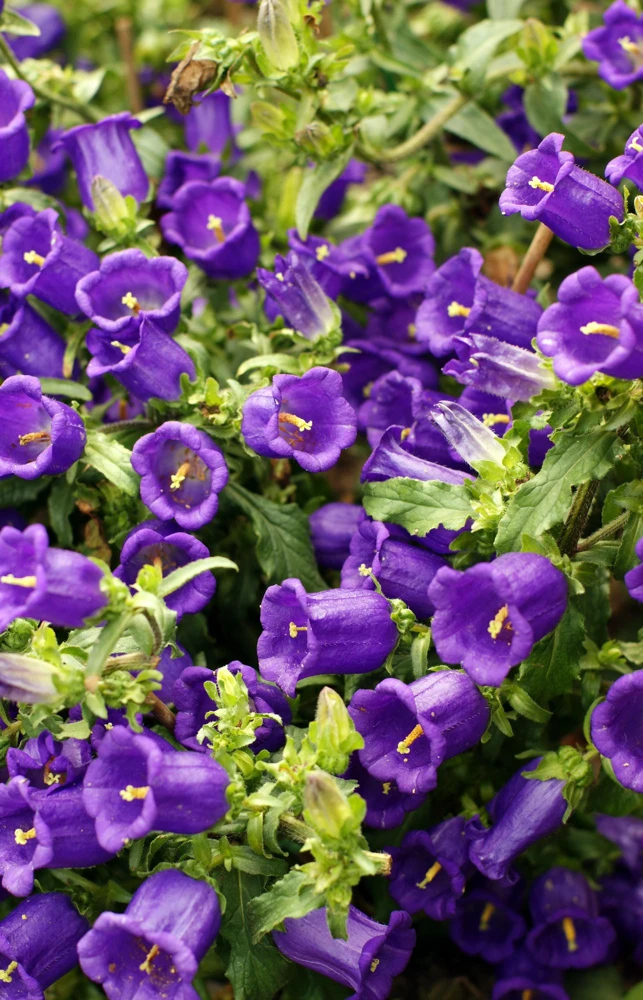 Blue Canterbury Bells Seeds - Campanula Medium Flower - 200 Seeds - Image 10