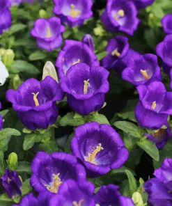 Blue Canterbury Bells Seeds - Campanula Medium Flower - 200 Seeds - Image 2