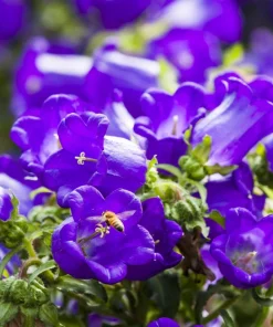 Blue Canterbury Bells Seeds - Campanula Medium Flower - 200 Seeds - Image 3