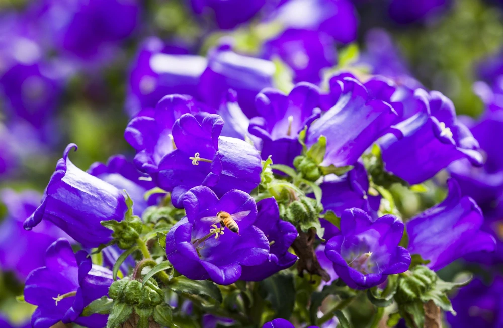 Blue Canterbury Bells Seeds - Campanula Medium Flower - 200 Seeds - Image 3