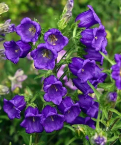 Blue Canterbury Bells Seeds - Campanula Medium Flower - 200 Seeds - Image 4