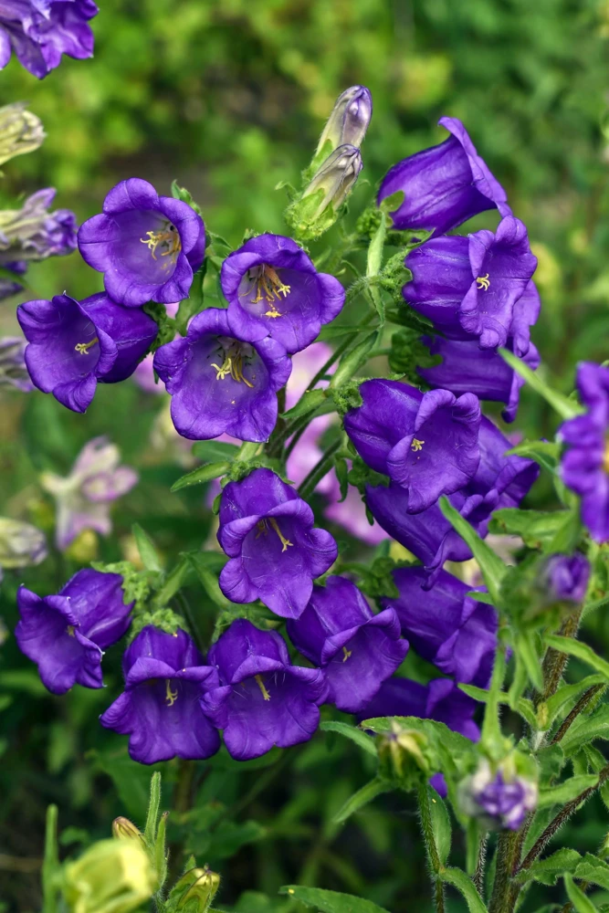 Blue Canterbury Bells Seeds - Campanula Medium Flower - 200 Seeds - Image 4