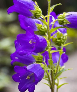 Blue Canterbury Bells Seeds - Campanula Medium Flower - 200 Seeds - Image 5