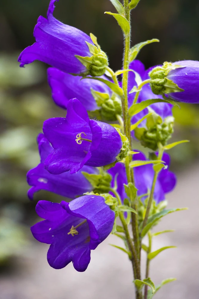 Blue Canterbury Bells Seeds - Campanula Medium Flower - 200 Seeds - Image 5