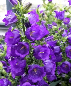 Blue Canterbury Bells Seeds - Campanula Medium Flower - 200 Seeds - Image 6