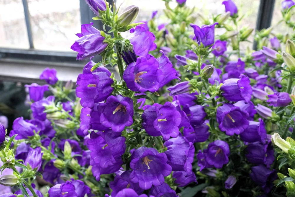 Blue Canterbury Bells Seeds - Campanula Medium Flower - 200 Seeds - Image 6