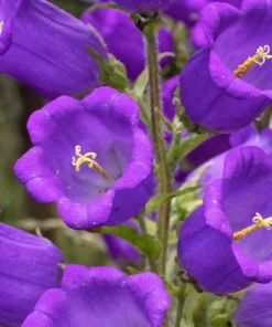 Blue Canterbury Bells Seeds - Campanula Medium Flower - 200 Seeds - Image 7