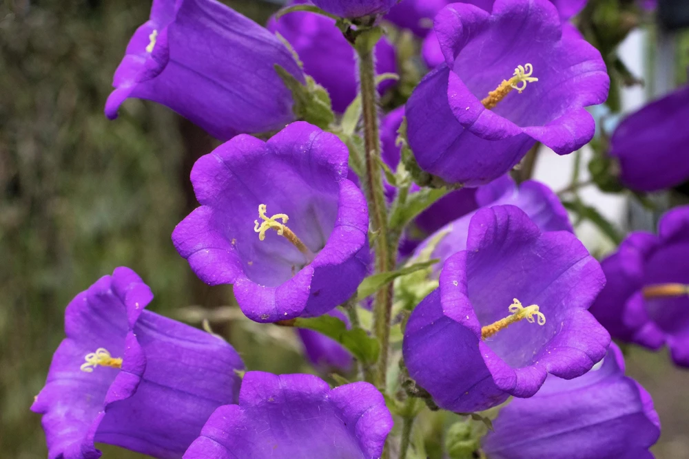Blue Canterbury Bells Seeds - Campanula Medium Flower - 200 Seeds - Image 7