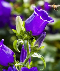 Blue Canterbury Bells Seeds - Campanula Medium Flower - 200 Seeds - Image 8