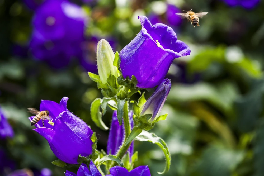 Blue Canterbury Bells Seeds - Campanula Medium Flower - 200 Seeds - Image 8