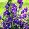 Blue Canterbury Bells Seeds - Campanula Medium Flower - 200 Seeds - Image 1