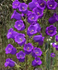 Blue Canterbury Bells Seeds - Campanula Medium Flower - 200 Seeds - Image 9