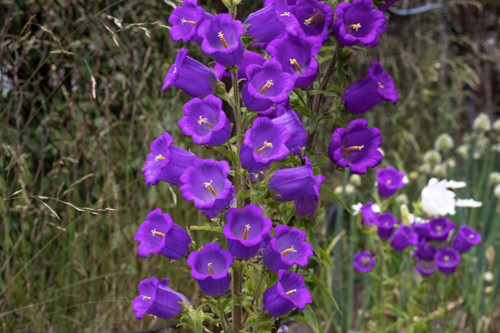Blue Canterbury Bells Seeds - Campanula Medium Flower - 200 Seeds - Image 9