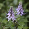 Blue Cat Whiskers Live Plants - Pack of 2, Purple Java Tea Shrub, 5-9 Inches Tall, Orthosiphon aristatus - Image 1