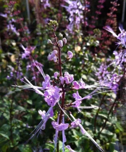 Blue Cat Whiskers Live Plants - Pack of 2, Purple Java Tea Shrub, 5-9 Inches Tall, Orthosiphon aristatus - Image 2