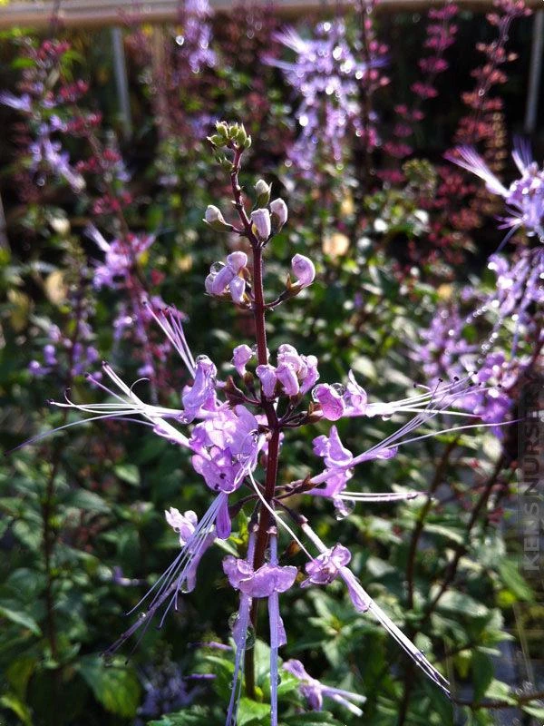 Blue Cat Whiskers Live Plants - Pack of 2, Purple Java Tea Shrub, 5-9 Inches Tall, Orthosiphon aristatus - Image 2