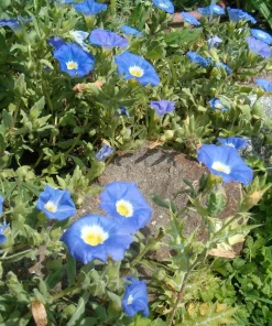 Blue Chilean Bellflower Seeds - Nolana Paradoxa Succulent Ground Cover - 25 Seeds - Image 2