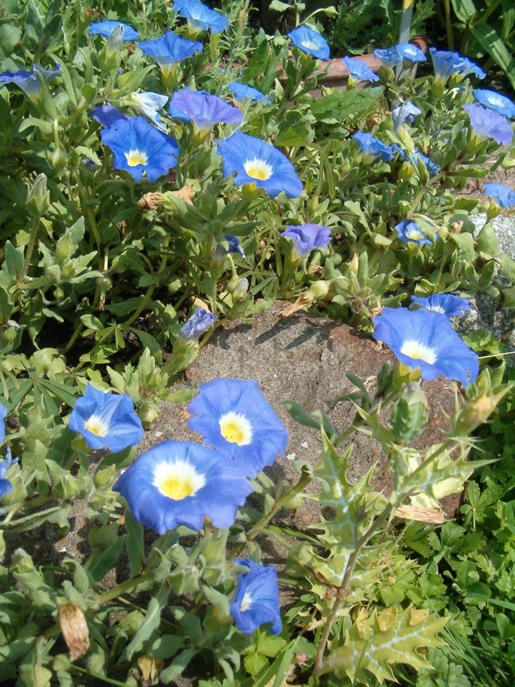 Blue Chilean Bellflower Seeds - Nolana Paradoxa Succulent Ground Cover - 25 Seeds - Image 2