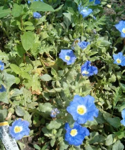 Blue Chilean Bellflower Seeds - Nolana Paradoxa Succulent Ground Cover - 25 Seeds - Image 3