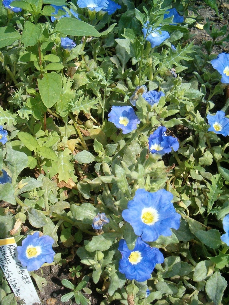 Blue Chilean Bellflower Seeds - Nolana Paradoxa Succulent Ground Cover - 25 Seeds - Image 3