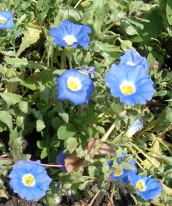 Blue Chilean Bellflower Seeds - Nolana Paradoxa Succulent Ground Cover - 25 Seeds - Image 4