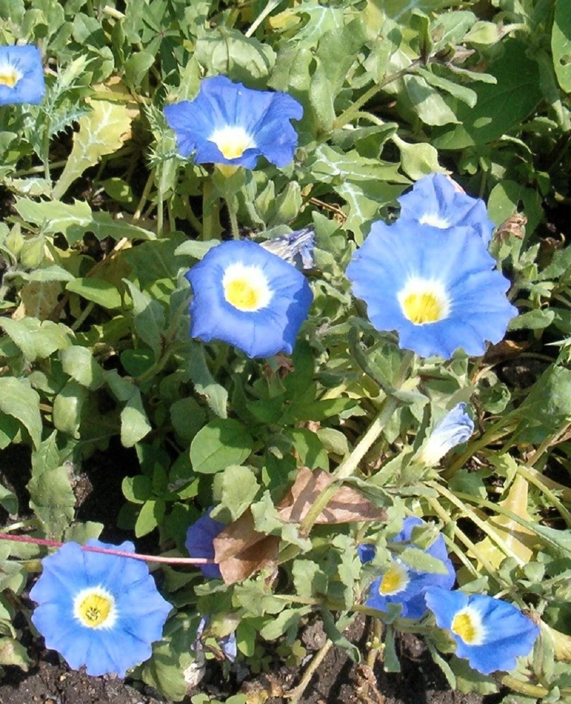 Blue Chilean Bellflower Seeds - Nolana Paradoxa Succulent Ground Cover - 25 Seeds - Image 4