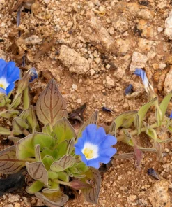 Blue Chilean Bellflower Seeds - Nolana Paradoxa Succulent Ground Cover - 25 Seeds - Image 5