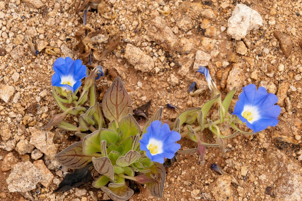 Blue Chilean Bellflower Seeds - Nolana Paradoxa Succulent Ground Cover - 25 Seeds - Image 5
