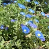 Blue Chilean Bellflower Seeds - Nolana Paradoxa Succulent Ground Cover - 25 Seeds - Image 1