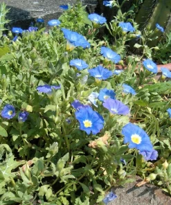 Blue Chilean Bellflower Seeds - Nolana Paradoxa Succulent Ground Cover - 25 Seeds - Image 1