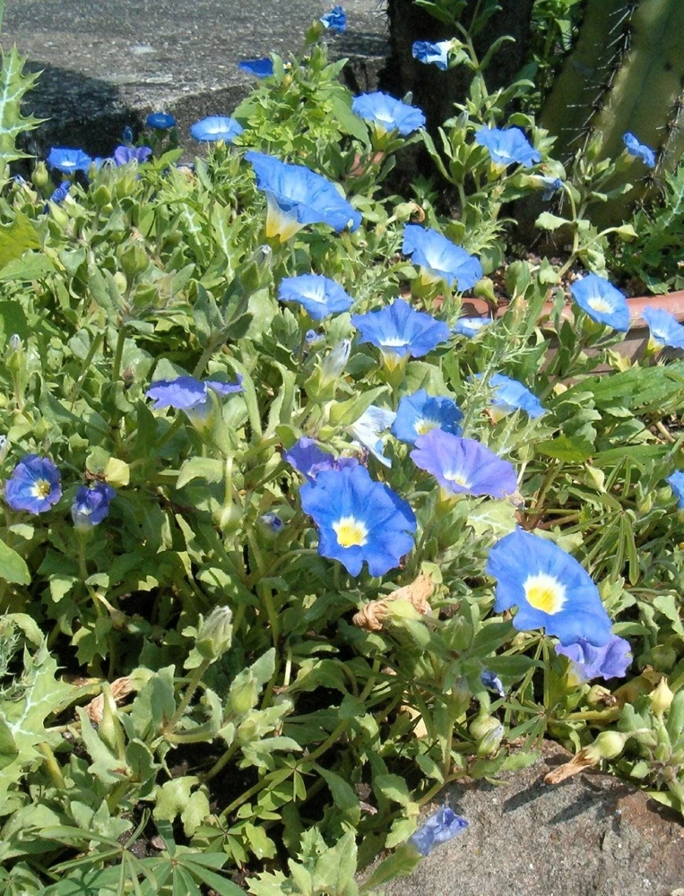 Blue Chilean Bellflower Seeds - Nolana Paradoxa Succulent Ground Cover - 25 Seeds - Image 1