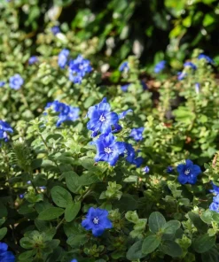 Blue Daze Live Plants - Evolvulus 'Hawaiian Blue Eyes', 5-9 inches, 2-Pack - Image 2