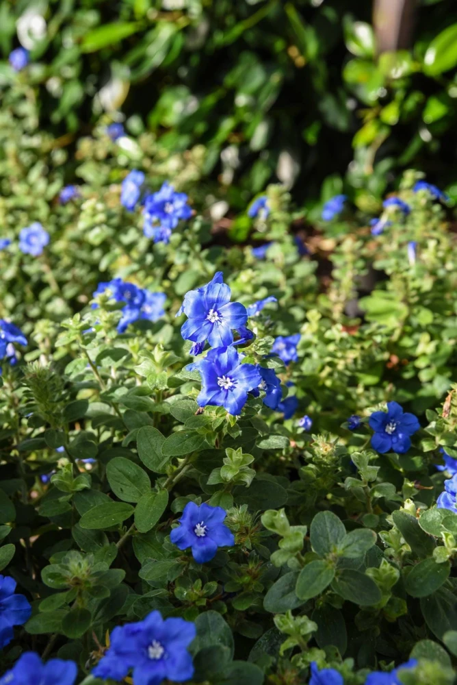 Blue Daze Live Plants - Evolvulus 'Hawaiian Blue Eyes', 5-9 inches, 2-Pack - Image 2