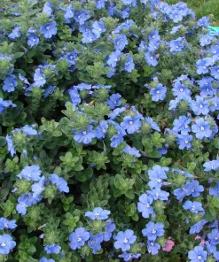 Blue Daze Live Plants - Evolvulus 'Hawaiian Blue Eyes', 5-9 inches, 2-Pack - Image 3