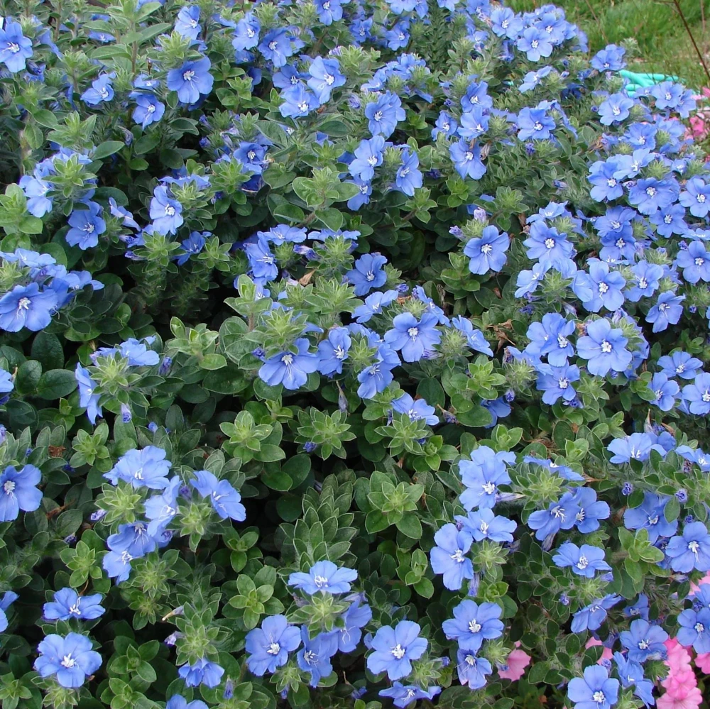 Blue Daze Live Plants - Evolvulus 'Hawaiian Blue Eyes', 5-9 inches, 2-Pack - Image 3