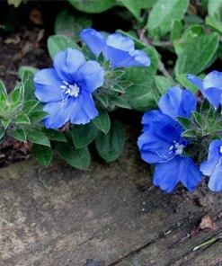 Blue Daze Live Plants - Evolvulus 'Hawaiian Blue Eyes', 5-9 inches, 2-Pack - Image 4